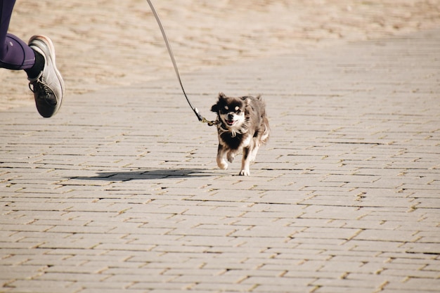 写真 歩道で走っている犬の高角度の視点