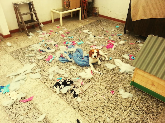 写真 混乱した部屋に座っている犬の高角度の景色