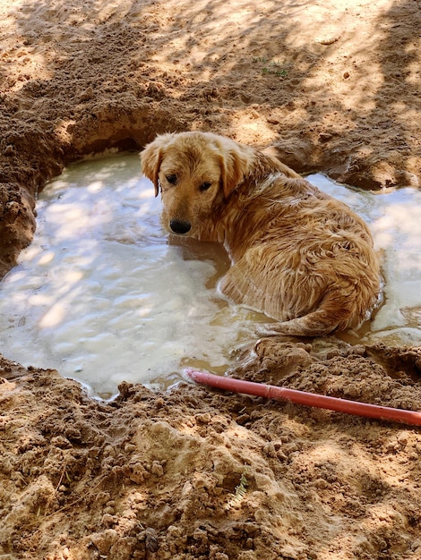 写真 陸上に座っている犬の高角度の景色