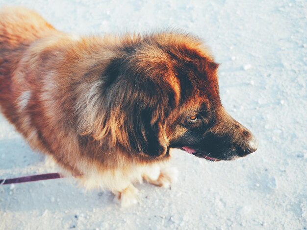 写真 ビーチに立っている犬の高角度の景色