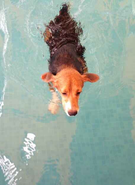 写真 プールで泳いでいる犬の高角度の景色