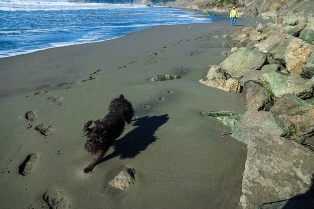 写真 ビーチで散歩している犬の高角度の景色