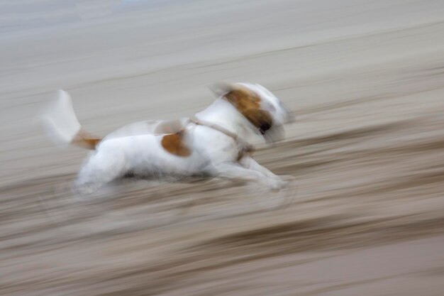 写真 犬の高角度の視点