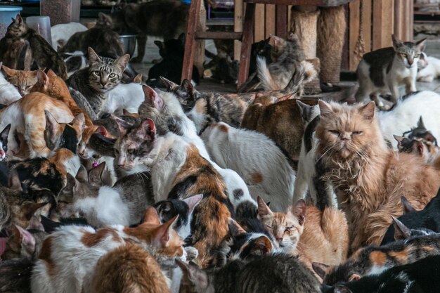 写真 犬の高角度の視点