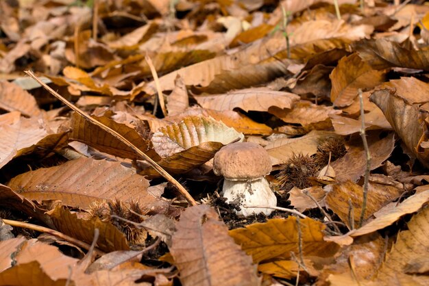 사진 에 있는 건조 한 가을 잎 의 높은 각도 의 시각