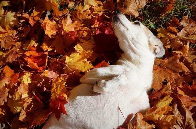 写真 畑の乾いた葉の高角度の視点