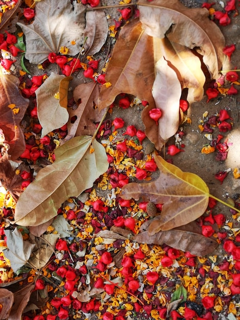 写真 植物の乾燥した葉を秋に高角度で眺める