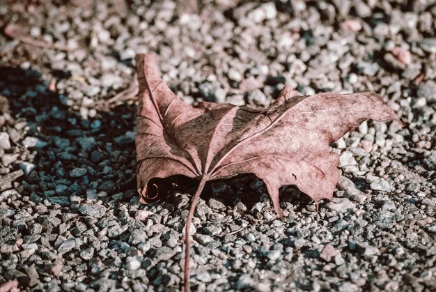 写真 砂岩の上に乾いたメープル葉の高角度のビュー