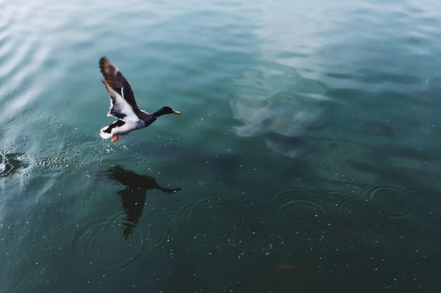 写真 湖で泳ぐアヒルの高角度の景色