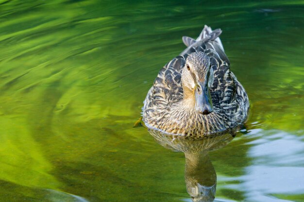 写真 湖で泳ぐアヒルの高角度の景色