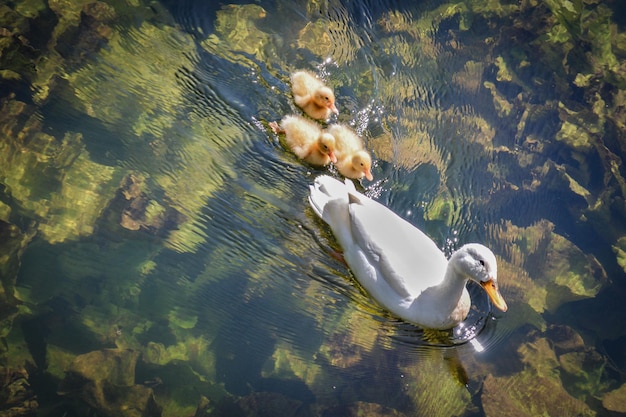 Фото Высокоугольный вид утки, плавающей в озере