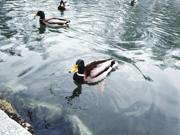 写真 湖で泳ぐアヒルの高角度の景色