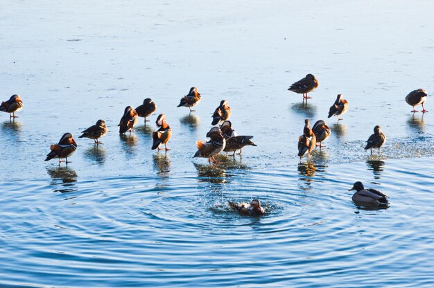 写真 湖で泳ぐアヒルの高角度の景色