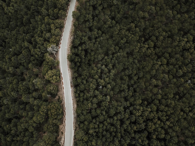 Фото Высокий угол зрения пустой дороги в лесу