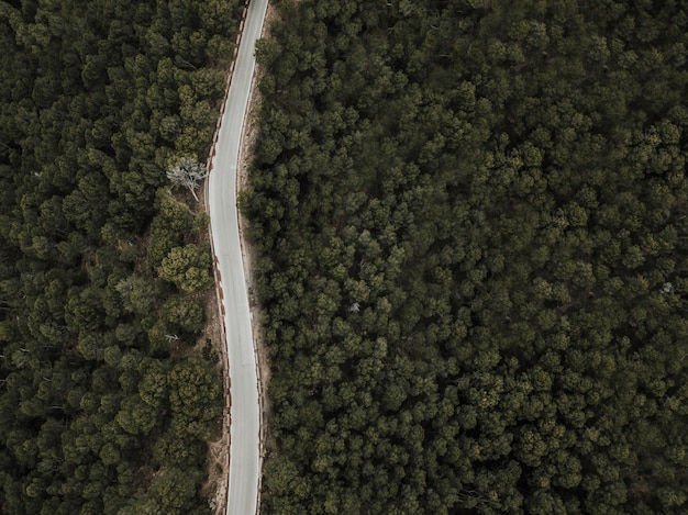 写真 森林地帯の空の道の高い角度のビュー