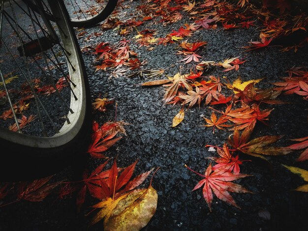 Фото Высокоугольный вид упавших осенних листьев на земле