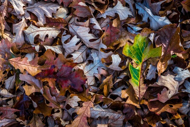 写真 落ちた葉の高角度の眺め