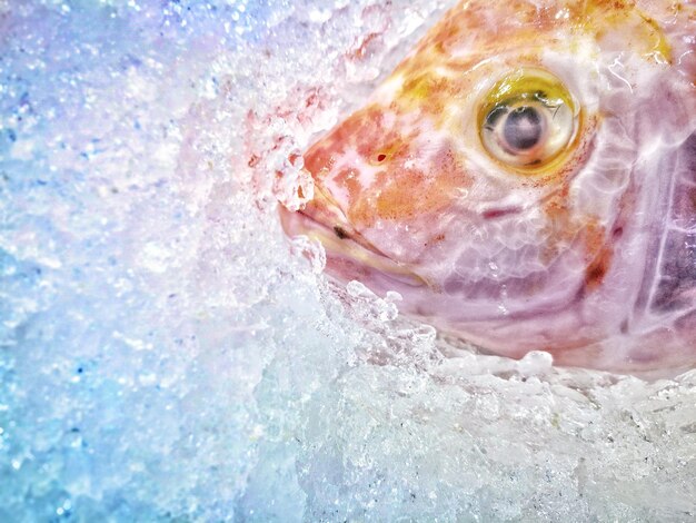 写真 粉 ⁇ された氷の中の魚の高角度の眺め