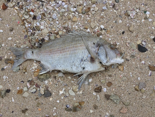 Фото Высокоугольный вид рыбы на пляже