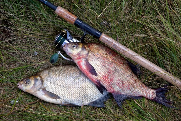 写真 フィールドの魚の高角度の視点