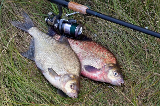 写真 フィールドの魚の高角度の視点