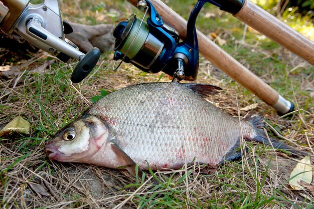 写真 フィールド上の魚の高角度の視点