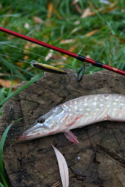 写真 釣り竿の上の魚の高角度の写真