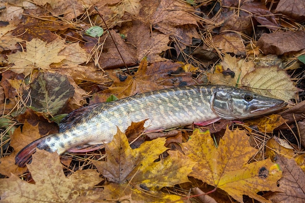 写真 葉の上の魚の高角度の写真