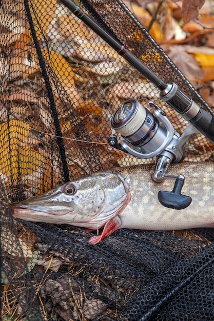 写真 金属上の魚の高角度の視点