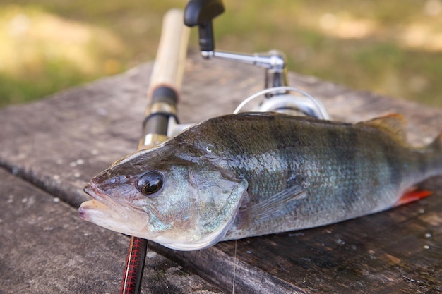 写真 木の上の魚の高角度の視点