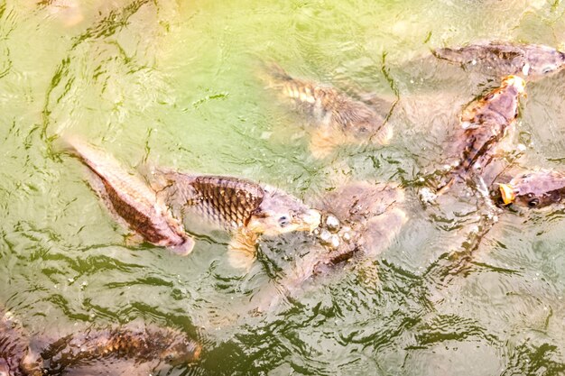 写真 湖で泳いでいる魚の高角度の景色