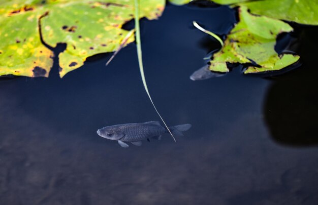 写真 プードで泳ぐ魚の高角度の景色