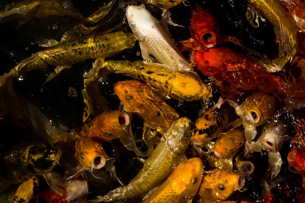 写真 海で泳いでいる魚の高角度の景色