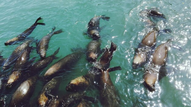 写真 海で泳いでいる魚の高角度の景色