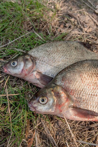 写真 魚の高角度の視点