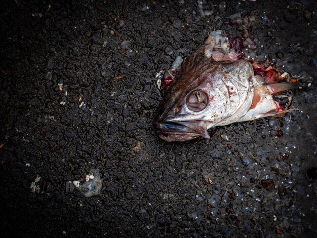 写真 魚の高角度の視点