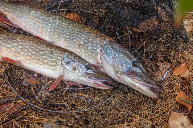 写真 魚の高角度の視点