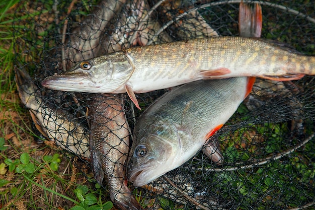 写真 魚の高角度の視点