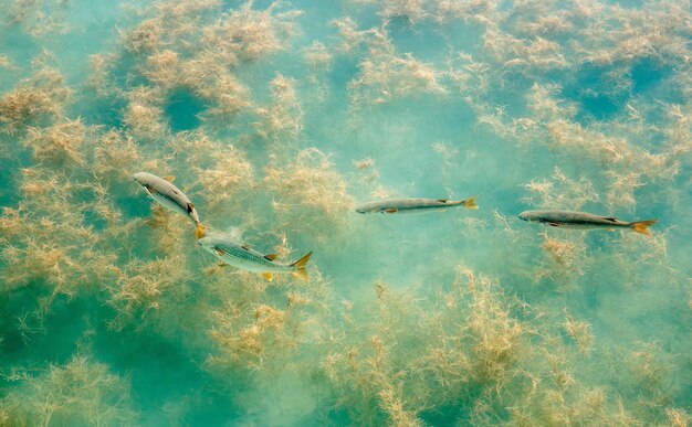 写真 海で泳ぐ魚の高角度の写真