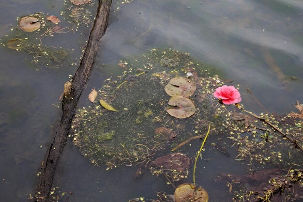 写真 池の花と葉に浮かぶ高角度の景色