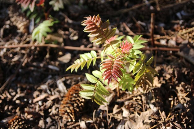 写真 畑で花をかせる植物の高角度の景色