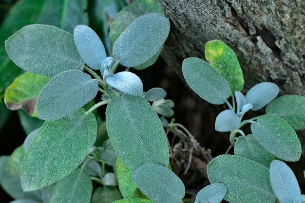 写真 花をかせる植物の高角度の眺め