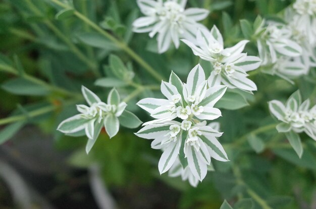 写真 花をかせる植物の高角度の眺め