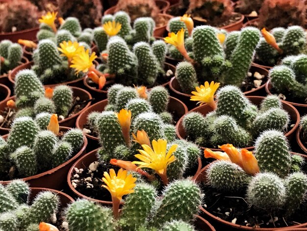 写真 花を ⁇ かせる植物の高角度の眺め