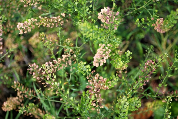 写真 花を ⁇ かせる植物の高角度の眺め