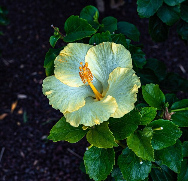 写真 花をかせる植物の高角度の眺め