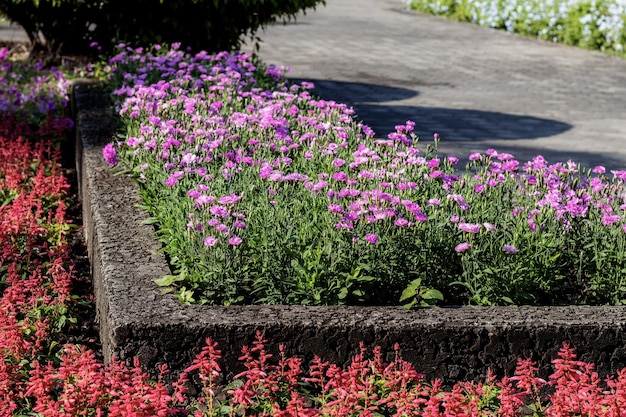 写真 公園で花をかせている植物の高角度の眺め