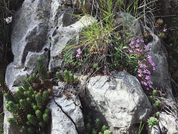 Фото Высокоугольный вид цветущих растений у скал в лесу