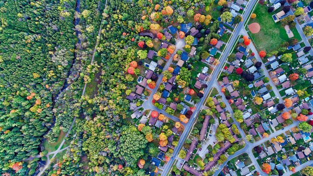 Фото Высокоугольный вид цветущих растений на поле