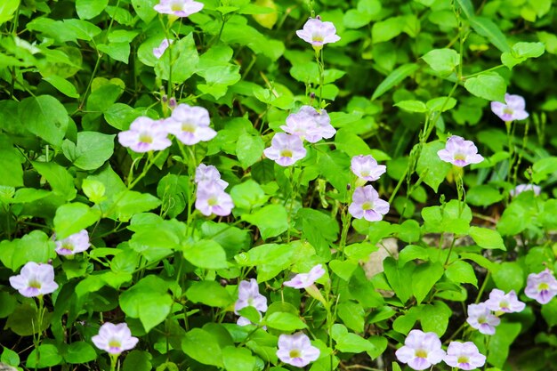 写真 花をかせる植物の高角度の眺め